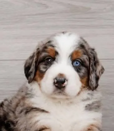 A baby large-sized male Bernese Mountain Dog dog named Harry for adoption in New York, NY