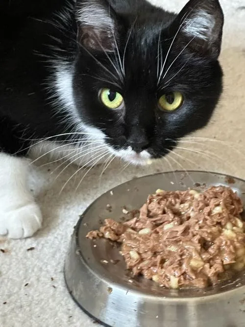 A young medium-sized female Domestic Short Hair cat named Lola for adoption in Canal Winchester, OH