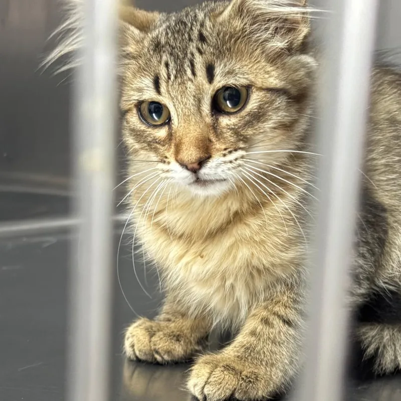 A baby small-sized female Orange / Red Domestic Short Hair cat named Amira for adoption in Taos, NM