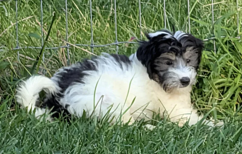 A baby small-sized female Bernese Mountain Dog dog named Jessie for adoption in Overland Park, KS