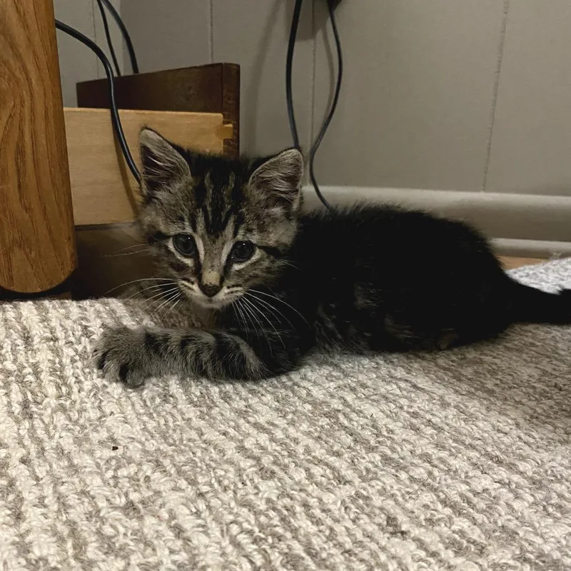 A baby small-sized male Brown / Chocolate American Shorthair cat named Ross for adoption in Bessemer, AL
