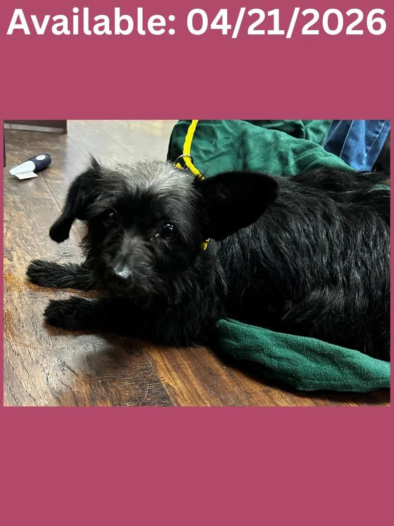 An adult small-sized female Jack Russell Terrier dog named Dog Kennel for adoption in Greenville, TX