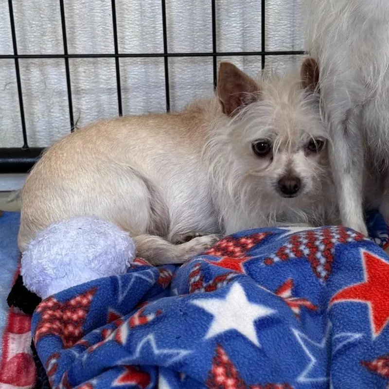 Dutchess thumbnail 2