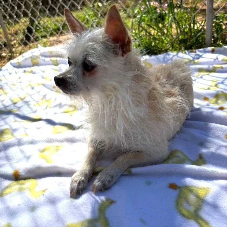 Dutchess thumbnail 3