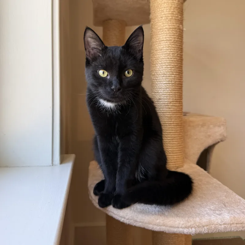 A baby medium-sized male Black Domestic Short Hair cat named Jason Stackhouse for adoption in Richmond, VA