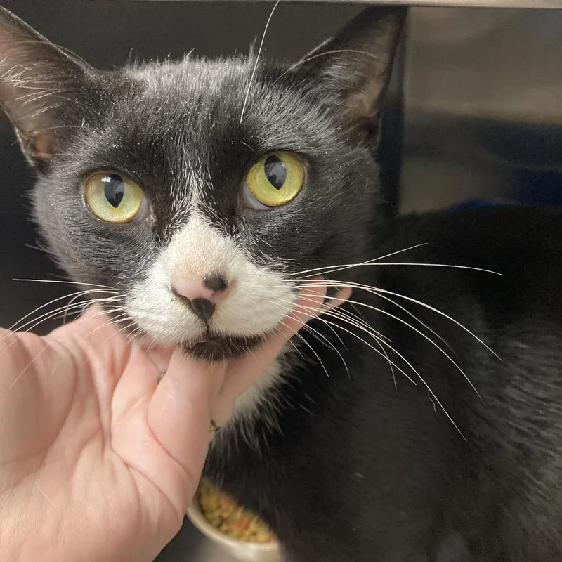 An adult medium-sized male Black Domestic Short Hair cat named Scarecrow for adoption in Blue Ridge, GA