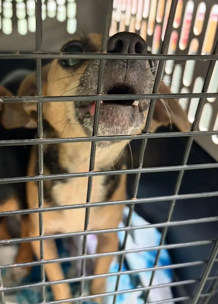An adult small-sized female Chihuahua dog named Maria for adoption in Ada, OK