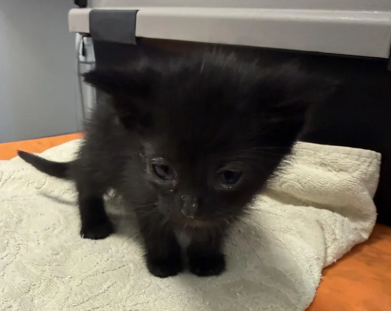 A baby small-sized female Domestic Short Hair cat named Sims for adoption in Pinson, AL