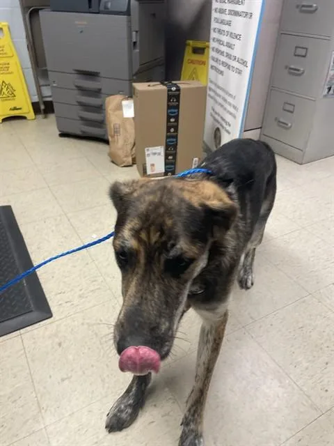 An adult medium-sized male Dutch Shepherd dog named Flash for adoption in Stockton, CA