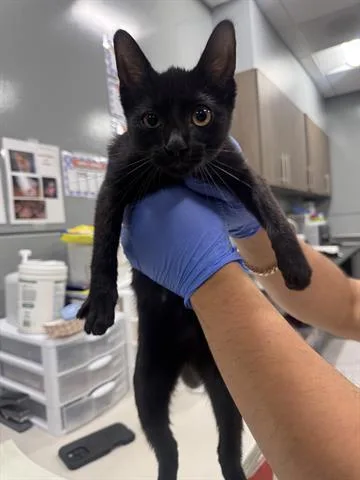 A baby small-sized female Domestic Short Hair cat named Abby for adoption in San Martin, CA