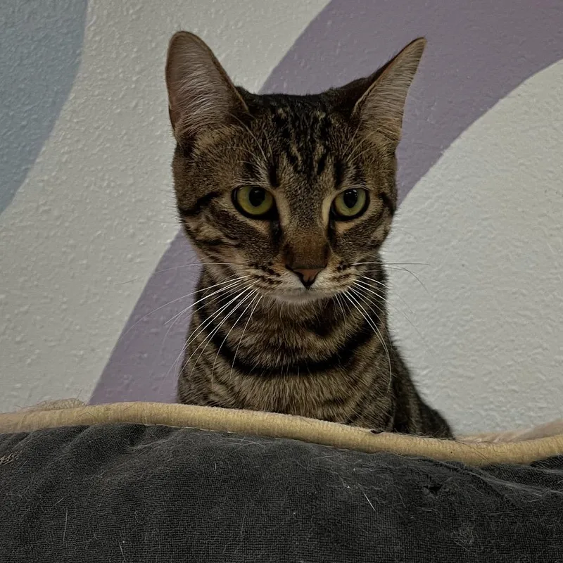 A young medium-sized female Brown / Chocolate Domestic Short Hair cat named Suki for adoption in Yucca Valley, CA