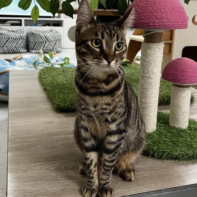 Suki thumbnail 3