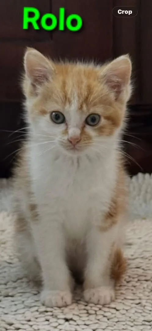 A baby small-sized male Orange & White Domestic Short Hair cat named Rolo & Tootsie for adoption in Brighton, MI