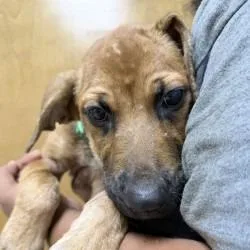 A baby small-sized male Red / Chestnut / Orange Terrier dog named Old Dan for adoption in Tyler, TX
