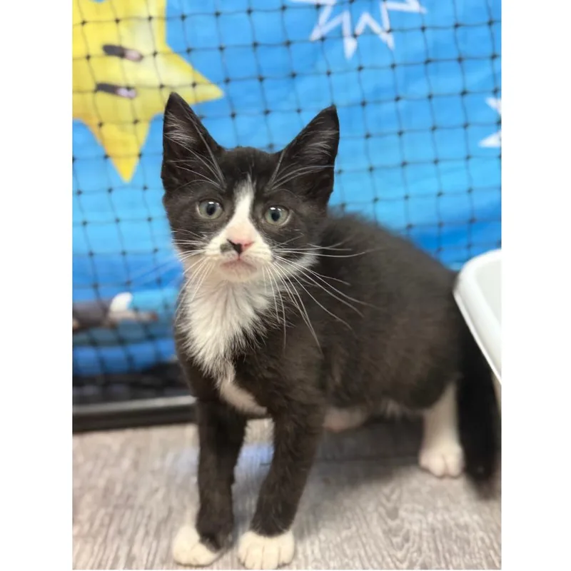 A baby small-sized female Black Domestic Short Hair cat named Piano for adoption in Ridgely, MD