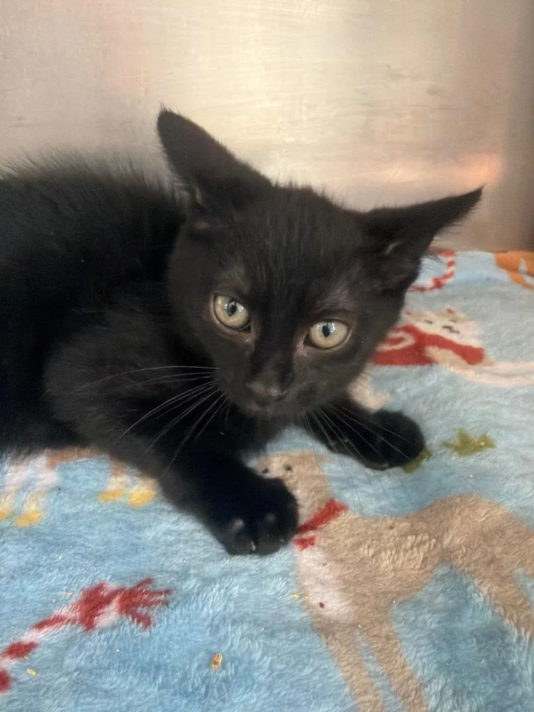 A baby medium-sized male Domestic Short Hair cat named Snowball for adoption in Pomona, NY