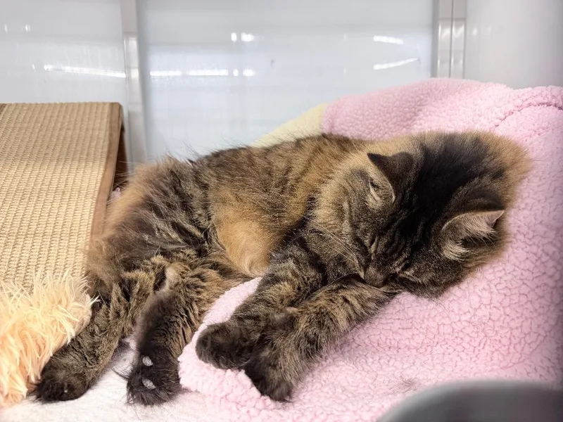A senior medium-sized female Domestic Medium Hair cat named Piku for adoption in Raleigh, NC