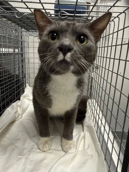 An adult medium-sized male Domestic Short Hair cat named Lago for adoption in Sevierville, TN