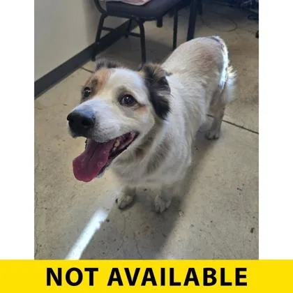 An adult large-sized male Mixed Breed dog named Mark for adoption in Eugene, OR