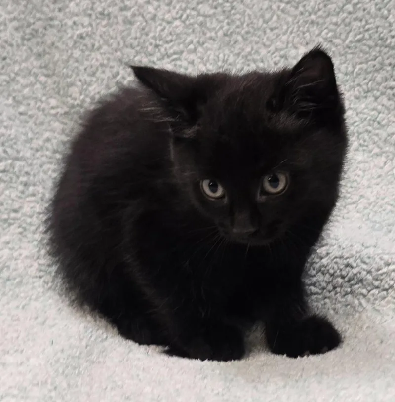 A baby small-sized female Domestic Short Hair cat named Milly for adoption in Murphysboro, IL