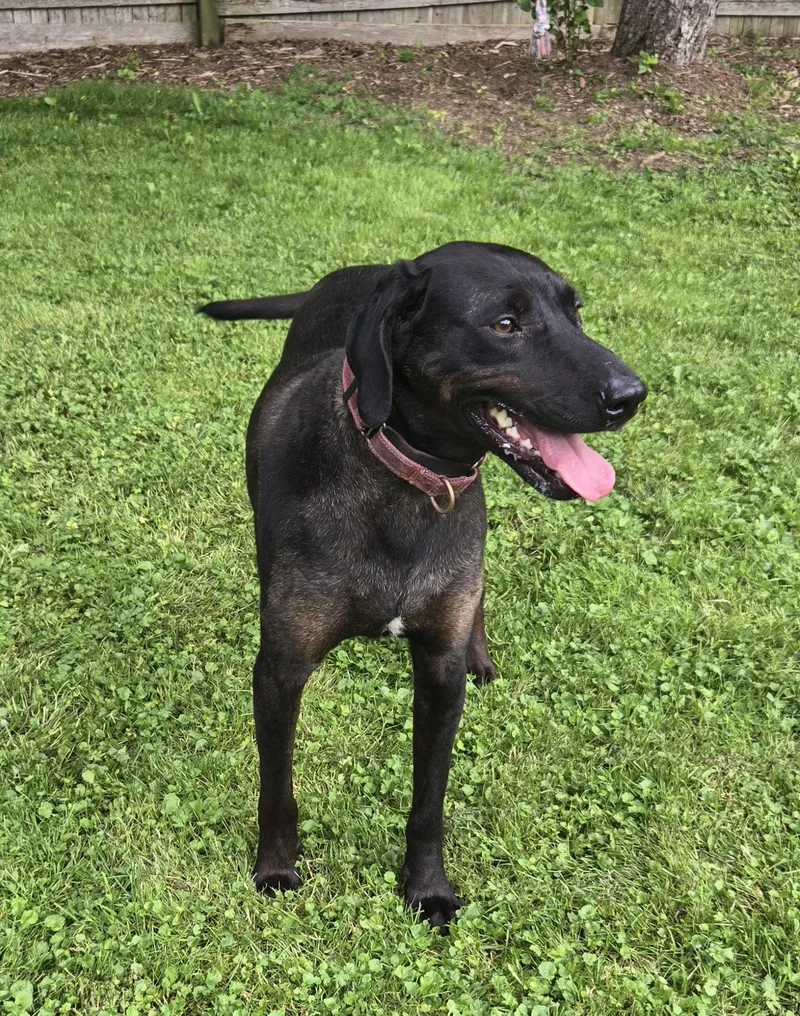 Shadow  Me thumbnail 2