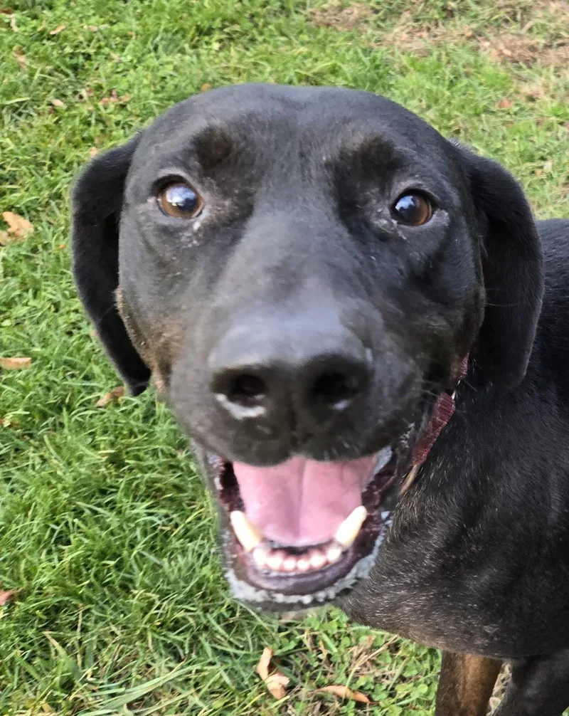 Shadow  Me thumbnail 4