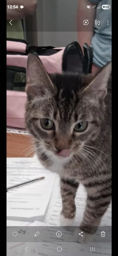 A young medium-sized female Domestic Short Hair cat named Joy for adoption in North Vernon, IN