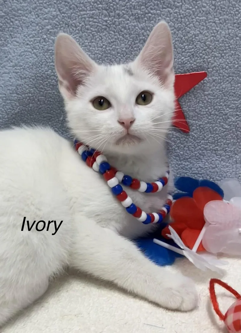 A baby medium-sized female White Domestic Short Hair cat named Ivory for adoption in Dublin, OH