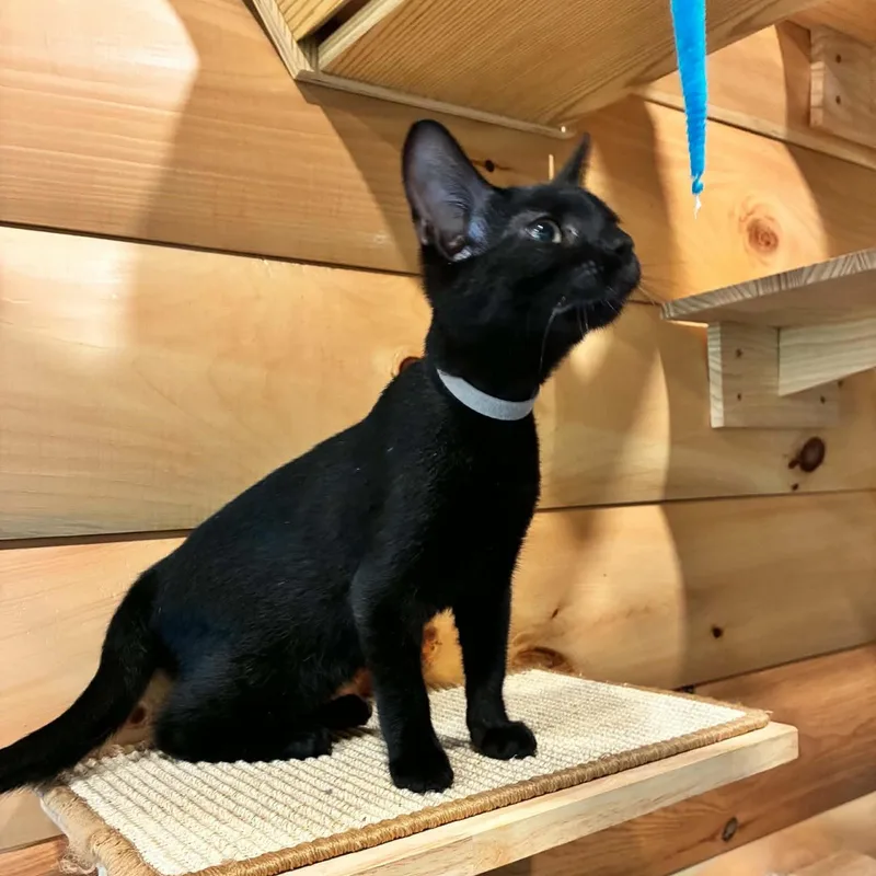 A baby medium-sized male Black Domestic Short Hair cat named Shadow for adoption in Hawley, PA