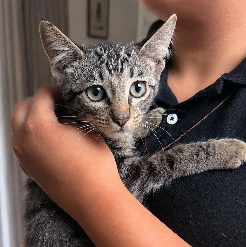 A baby medium-sized male Tabby cat named Tater friedspudlitter for adoption in Houston, TX