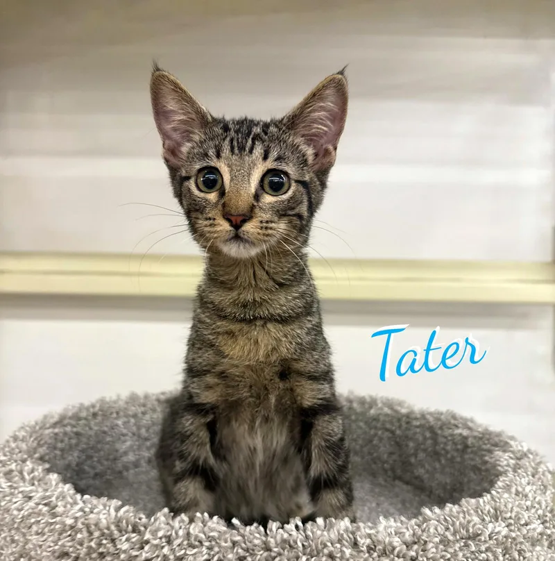 Tater friedspudlitter thumbnail 2