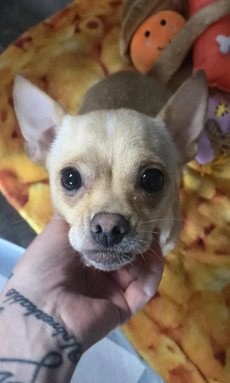 A young small-sized female Yellow / Tan / Blond / Fawn Chihuahua dog named Miley for adoption in Pottstown, PA