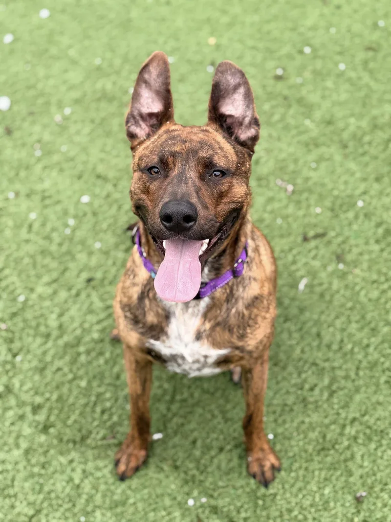 A young medium-sized female Brindle Hound dog named Bailey for adoption in Long Beach, NY