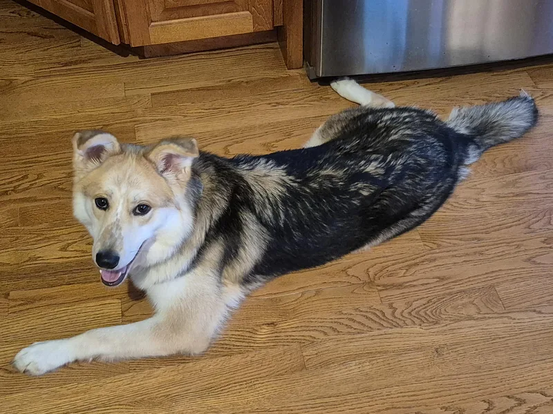 A young medium-sized female Husky dog named Freya for adoption in Aurora, IL