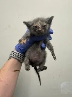 A baby small-sized female Domestic Short Hair cat named Piper for adoption in Miami, FL