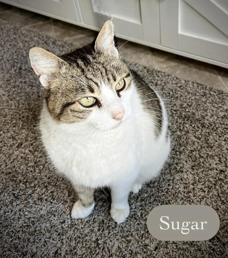 An adult medium-sized female Domestic Short Hair cat named Sugar for adoption in Chalfont, PA