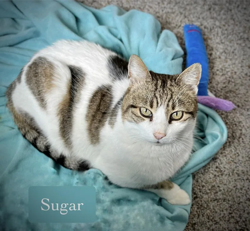 Sugar thumbnail 3
