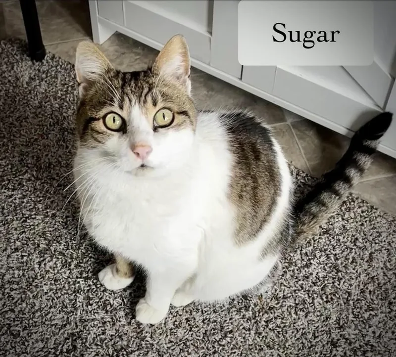 Sugar thumbnail 5