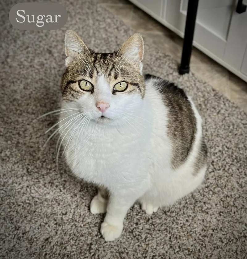 Sugar thumbnail 6
