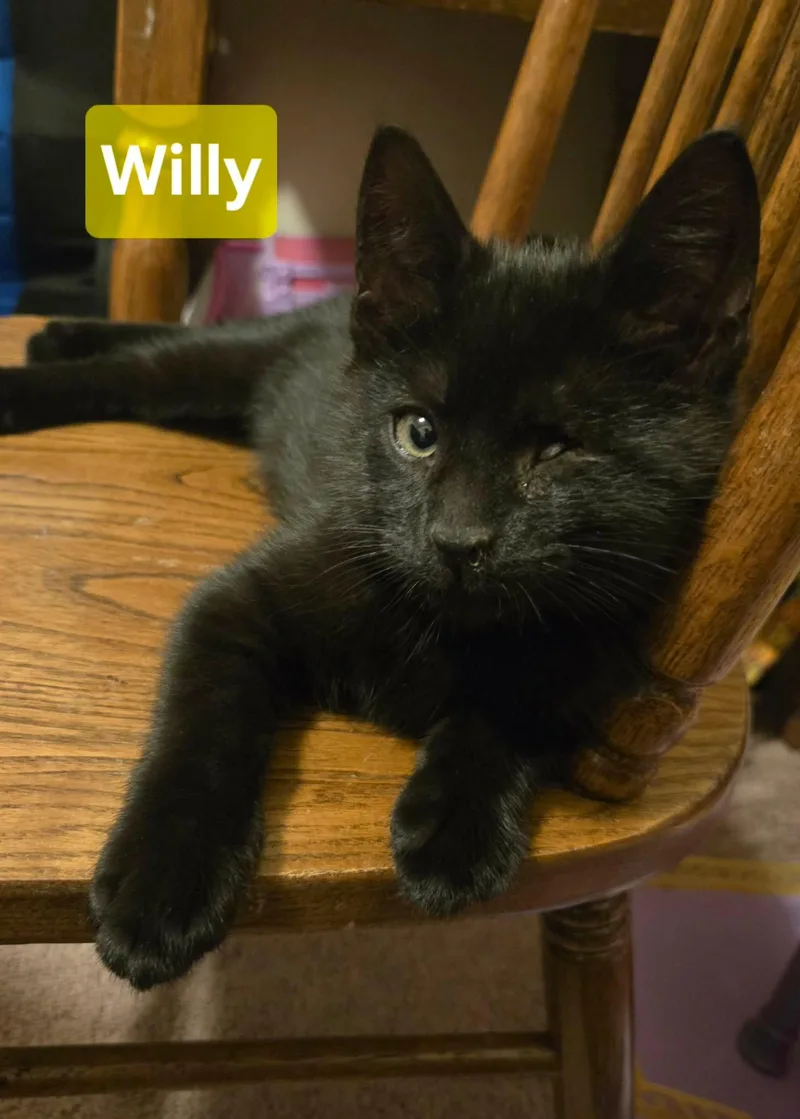 A baby medium-sized male Black Domestic Short Hair cat named Willy for adoption in Coatesville, PA