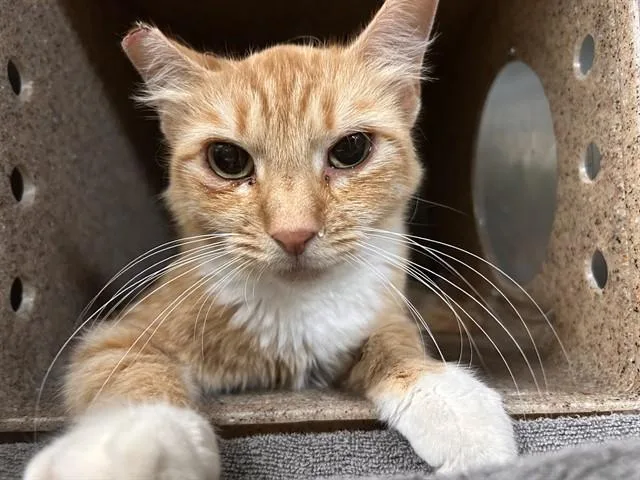 An adult small-sized female Domestic Short Hair cat named Tansy for adoption in Riverside, CA