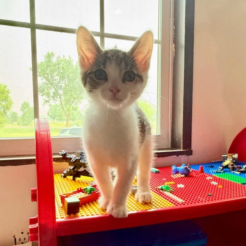 A baby small-sized male White Domestic Short Hair cat named Meowcury for adoption in Eaton Rapids, MI