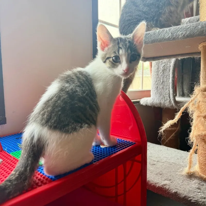 Meowcury thumbnail 2