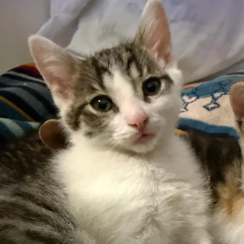 Meowcury thumbnail 3