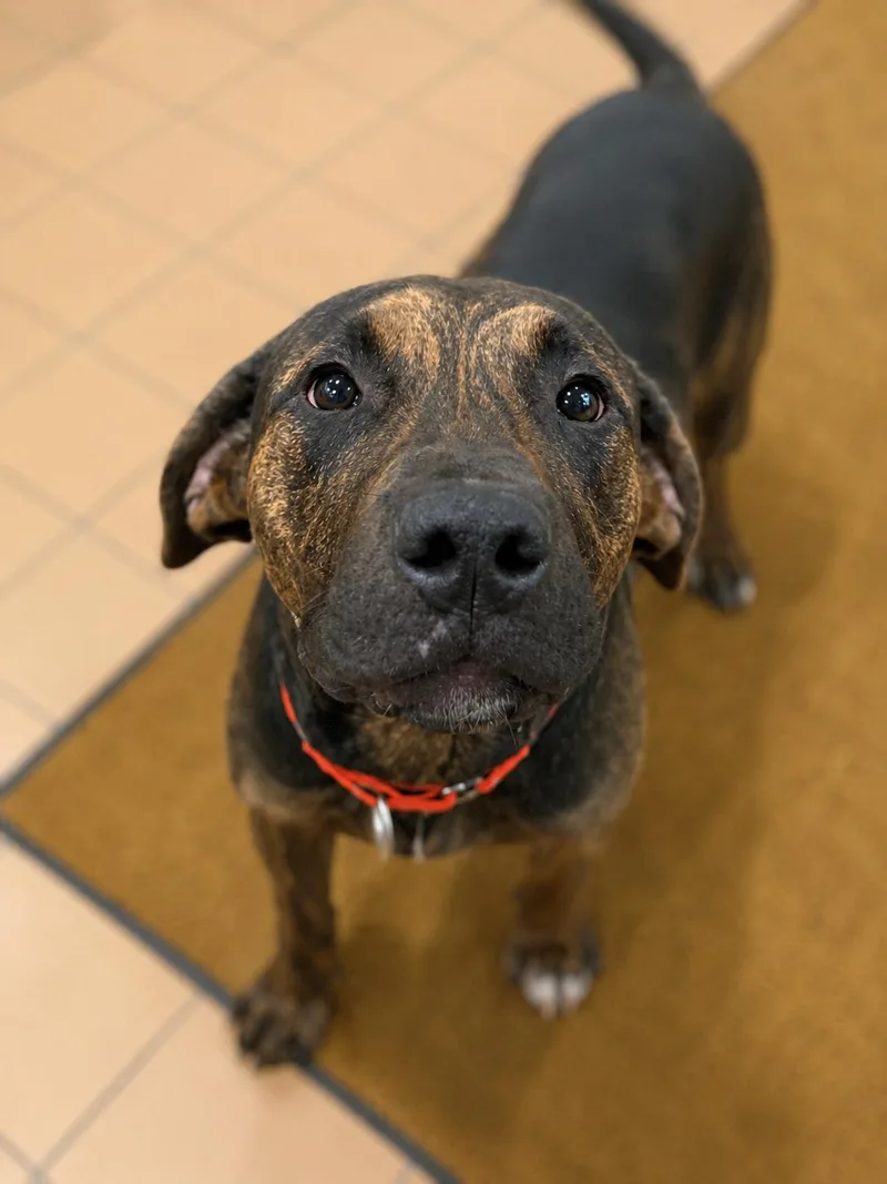 A young medium-sized male Hound dog named Creed for adoption in Sault Sainte Marie, MI