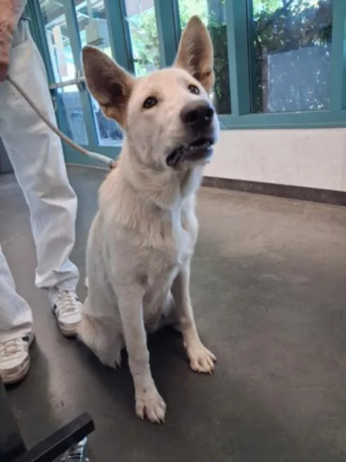 A young large-sized female German Shepherd Dog dog named Mimi for adoption in Chatsworth, CA