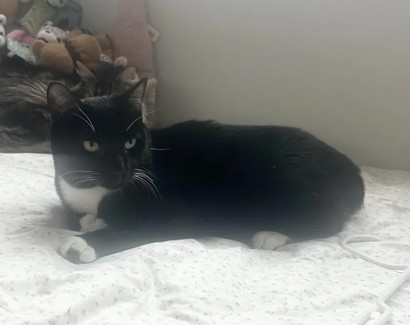 Homer Indoor Only thumbnail 2