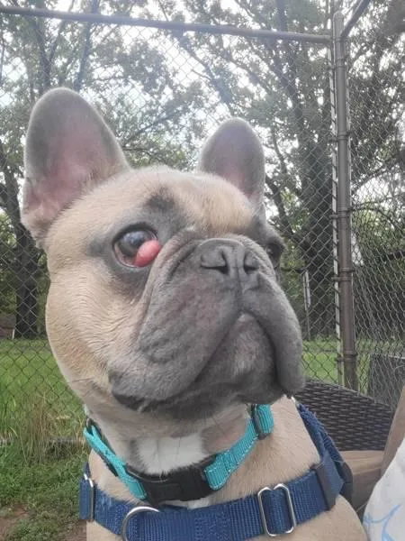 An adult medium-sized male French Bulldog dog named Frisco for adoption in Skillman, NJ