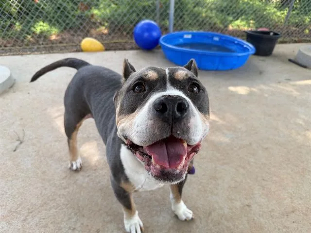 An adult medium-sized male Pit Bull Terrier dog named King for adoption in Charlotte, NC