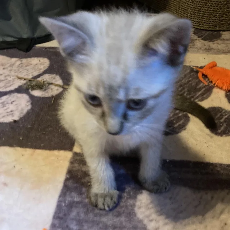 A baby small-sized female Buff / Tan / Fawn Siamese cat named Avyral JA for adoption in Tallahassee, FL